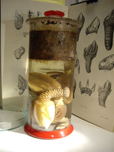 Preserved barnacles at Down House in front of one of Darwin's volumes on Cirripedia. Picture taken by Carol Boulter.