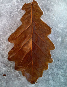 Oak leaf embedded in ice