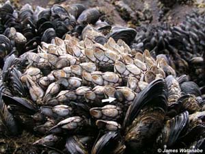 The goose barnacle, Pollicipes pollicipes.