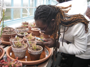 Examining drosera in the greenhouse at Down House