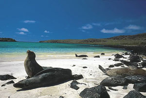 Sealions sunning themselves on the beach in the Galapagos